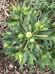 Mentzelia decapetala