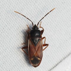 Eremocoris depressus
