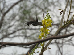 Caprimulgiformes