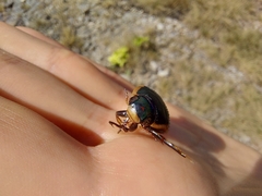 Dytiscus semisulcatus
