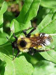 Bombus