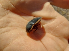 Dytiscus semisulcatus