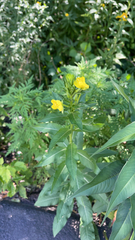 Oenothera biennis