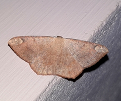 Peratostega deletaria