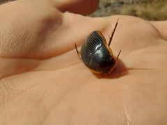 Dytiscus semisulcatus
