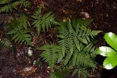 Parapolystichum microsorum pentangulare