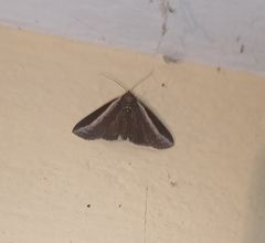 Lophoptera squammigera