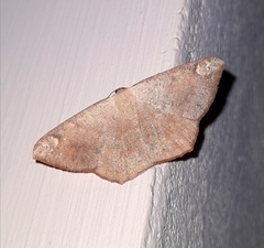 Peratostega deletaria