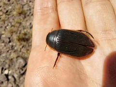 Dytiscus semisulcatus