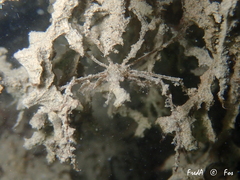 Macropodia longirostris