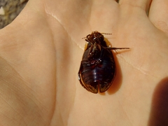 Dytiscus semisulcatus