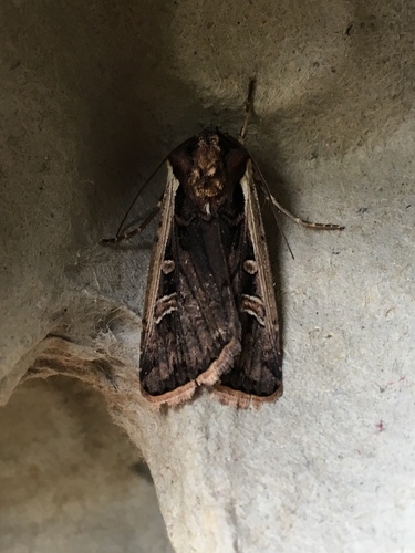 Western Bean Cutworm Moth