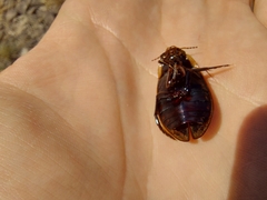 Dytiscus semisulcatus