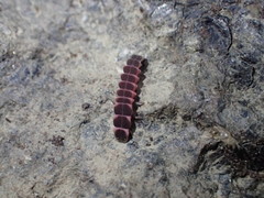 Microphotus angustus