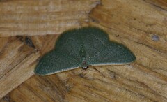 Phaiogramma faustinata