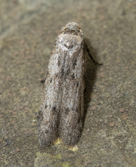 Blastobasis taurusella