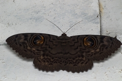 Erebus macrops