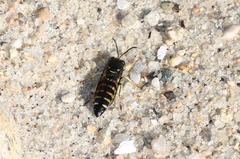 Bicyrtes quadrifasciatus