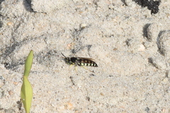 Bicyrtes quadrifasciatus