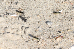 Bicyrtes quadrifasciatus