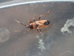 Eremocoris