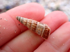 Cerithideopsis californica