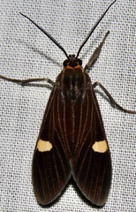 Aclytia punctata