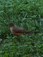 Turdus migratorius