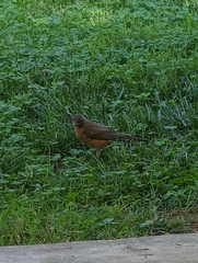 Turdus migratorius