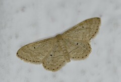 Idaea obsoletaria