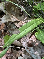 Platanthera ciliaris