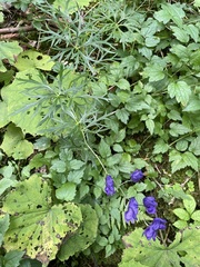 Aconitum pilipes