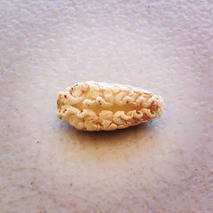 Cymothoida