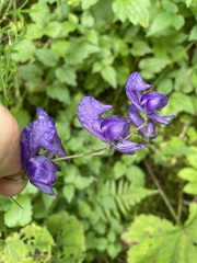Aconitum pilipes