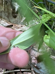 Platanthera ciliaris