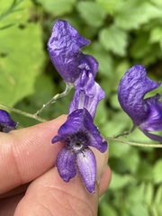 Aconitum pilipes