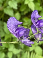 Aconitum pilipes