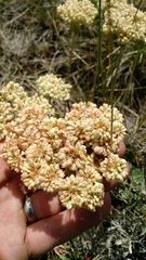 Oligogonum