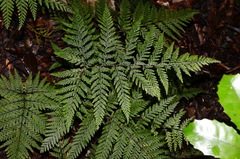 Parapolystichum microsorum pentangulare