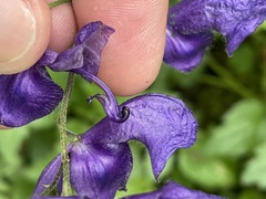 Aconitum pilipes