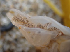 Dosima fascicularis