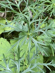 Aconitum pilipes