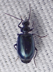Lebia