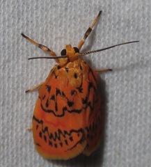 Barsinella mirabilis