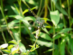 Ictinogomphus pertinax