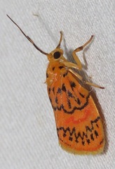 Barsinella mirabilis