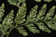 Parapolystichum microsorum pentangulare