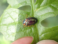 Plagiosterna formosana