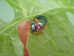 Plagiosterna formosana