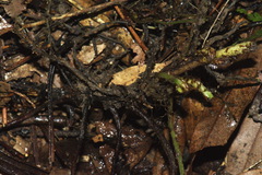 Parapolystichum microsorum pentangulare